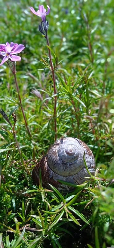 Tiny Snail Shell and Pink Wildflowers Phone Background
