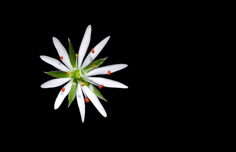 White flower petals surround bright orange stamens on a solid black background in this macro botanical close-up.