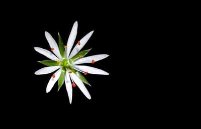 Elegant White Macro Bloom Background for Mobile and Tablet