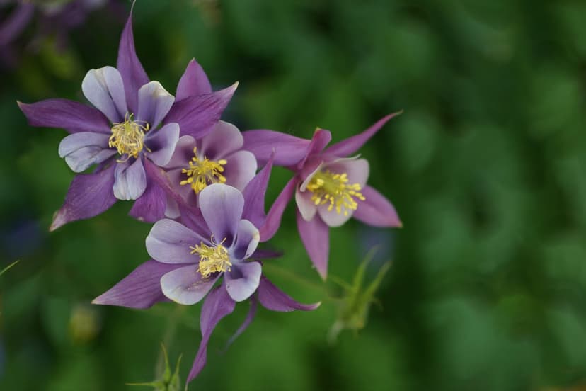Purple columbine blossoms featuring yellow stamens and white petal edges stand against blurred green foliage.