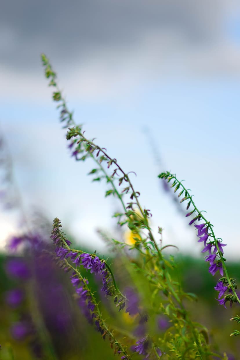 Purple bell-shaped wildflowers on thin stems reach toward a pale blue sky with soft clouds in a blurred meadow.