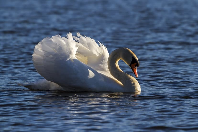 White swan swimming on blue rippling water with sunlight reflecting off its feathers in a vertical nature shot.