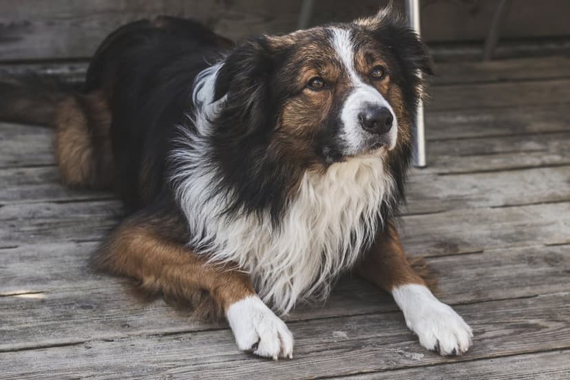 Tricolor Border Collie dog with intelligent eyes lies on a weathered wooden deck with soft outdoor lighting.
