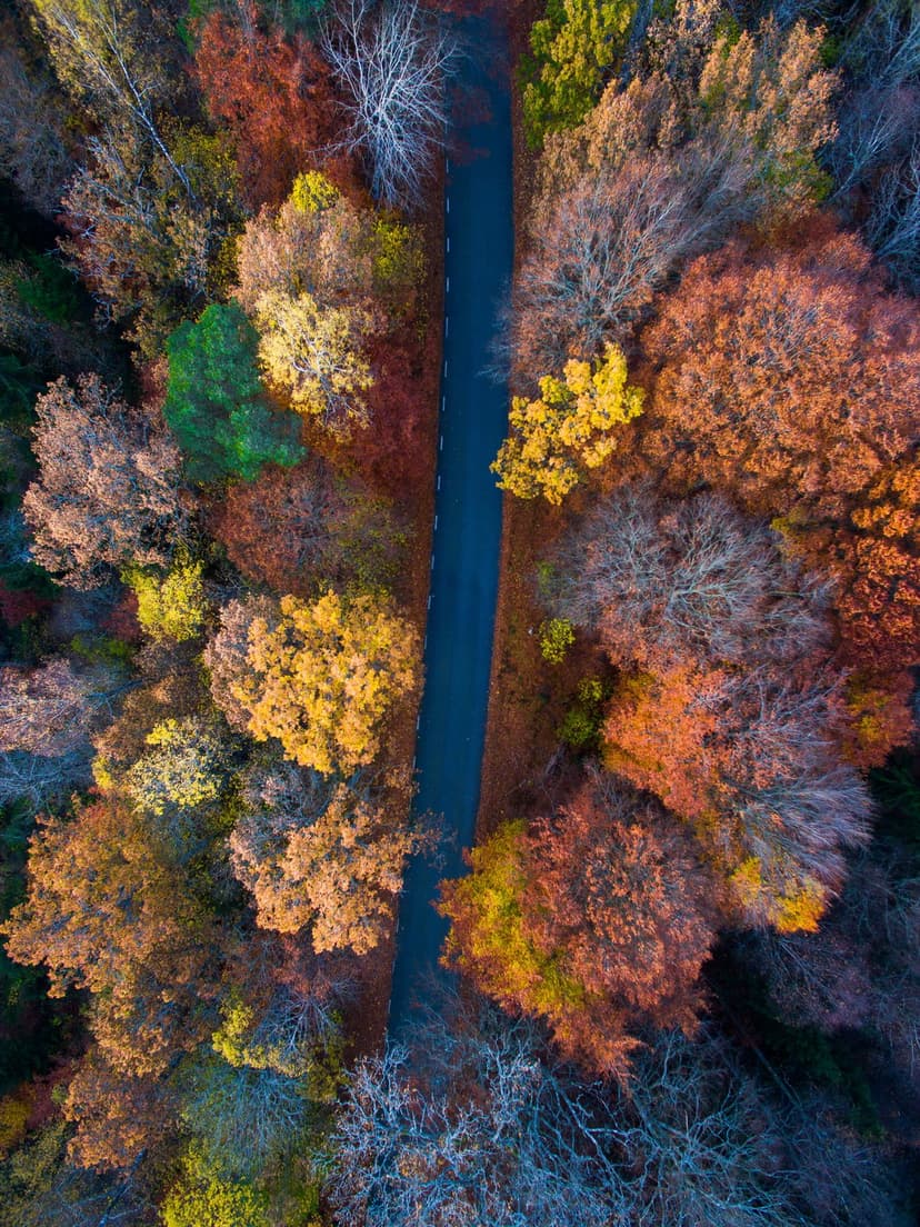 Winding asphalt road curves through a dense canopy of red, orange, and yellow autumn trees from a top-down view.