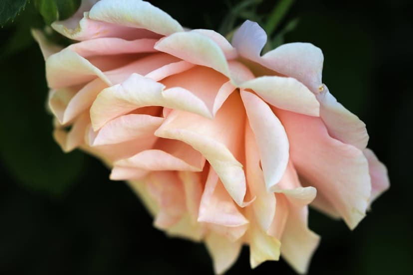 Peach rose with velvety layered petals in full bloom against a dark blurred background in a macro shot.