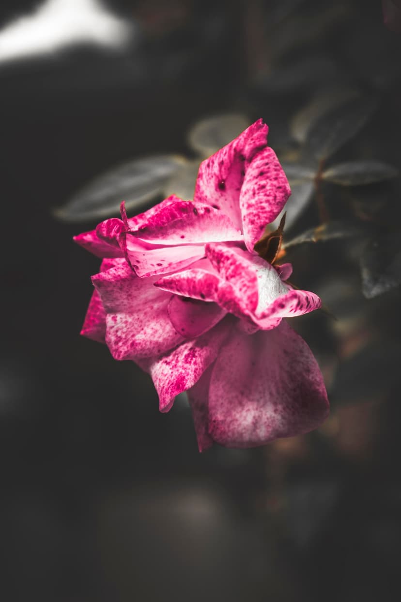 Pink rose with white spots and speckled petals in a close-up macro shot against a dark shadowy background.