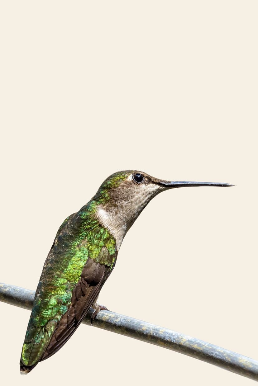 Female ruby-throated hummingbird with iridescent green feathers perches on a metal bar against a cream backdrop.