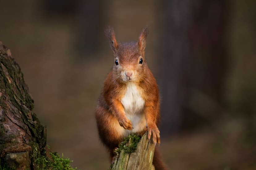 Fluffy red squirrel with white chest fur perches on a moss-covered tree stump against a blurred woodland background.