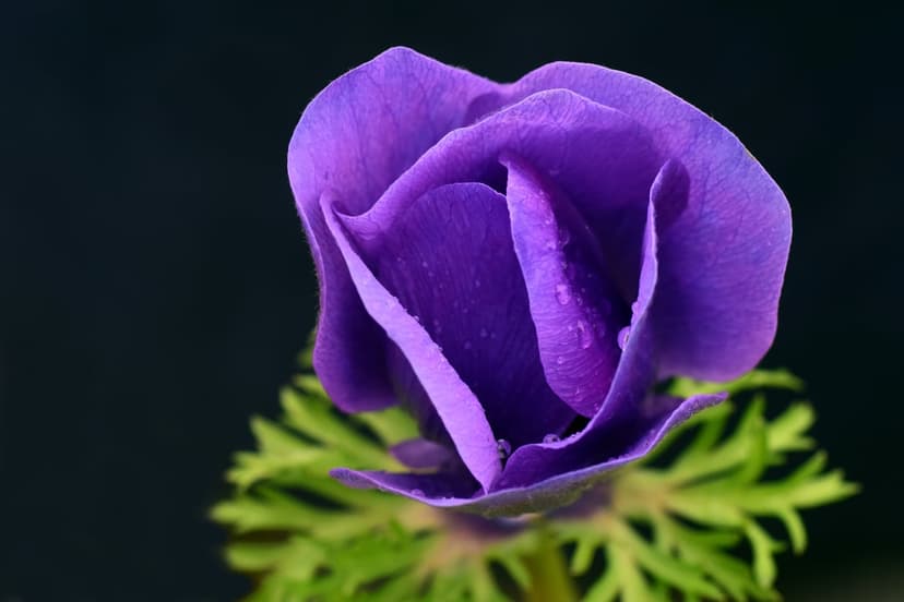 Purple anemone flower featuring clear water droplets on soft petals against a dark, minimalist background.