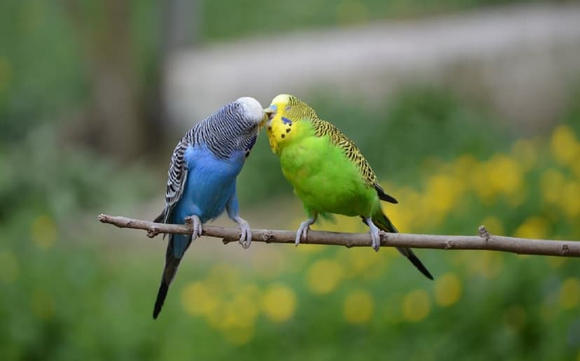 Blue and green budgies touch beaks on a branch against a blurred background of green leaves and yellow flowers.