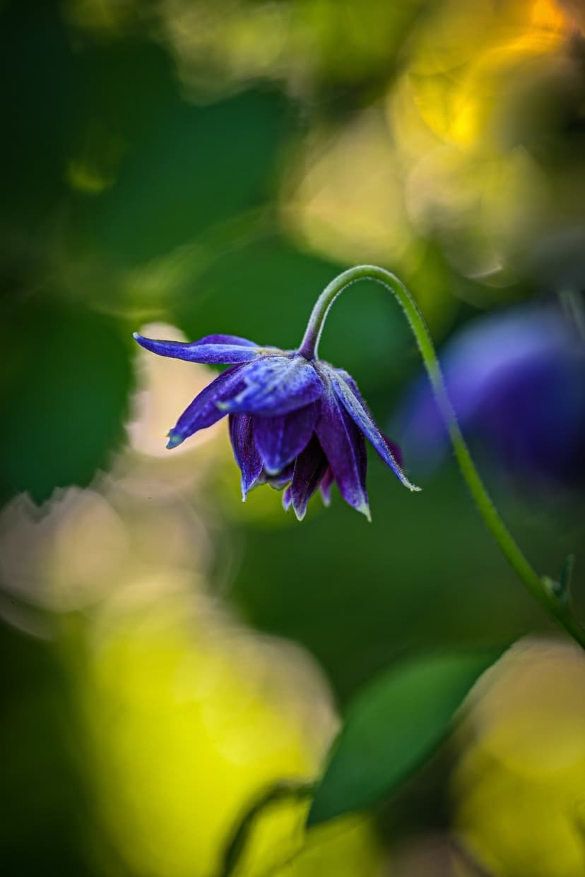 Purple columbine flower hanging from a green stem with soft yellow and green bokeh light circles in the background.