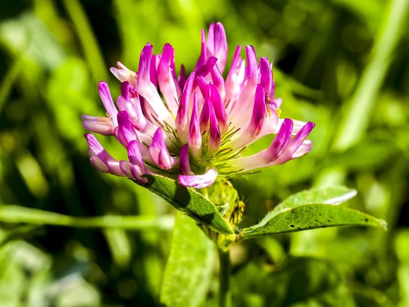Red clover flower head with pink petals and white tips against a blurry green grass background in a sunny field.