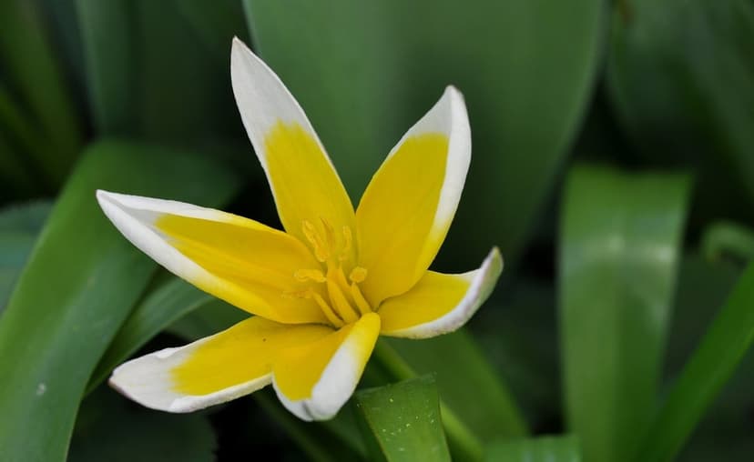 Yellow tulip with white-fringed petals stands amidst green leaves in soft sunlight, showing intricate textures.