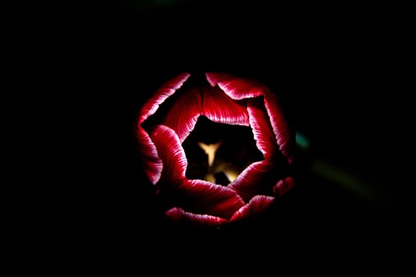 Dark red tulip petals illuminated from above by a spotlight against a pitch black background with a glowing center.