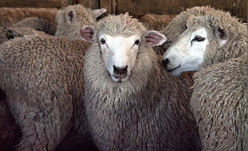 Sheep faces with thick woolly fleeces and soft expressions cluster together inside a softly lit rural pen.