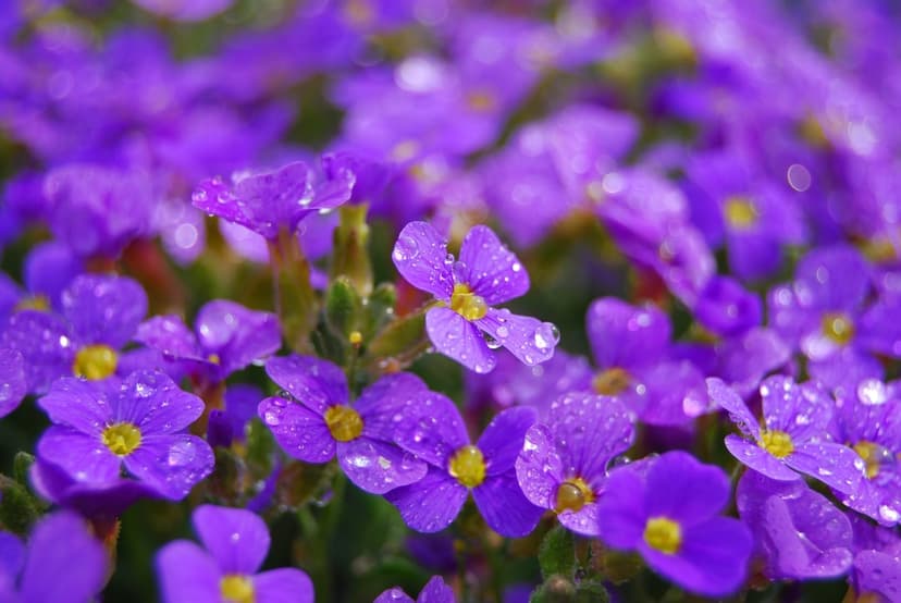 Purple flower petals with clear water droplets focus on fine botanical textures in a shallow depth of field shot.