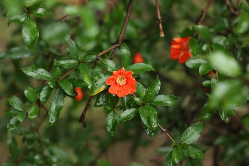 Orange pomegranate flower in macro detail with water droplets on green leaves and a soft bokeh background.