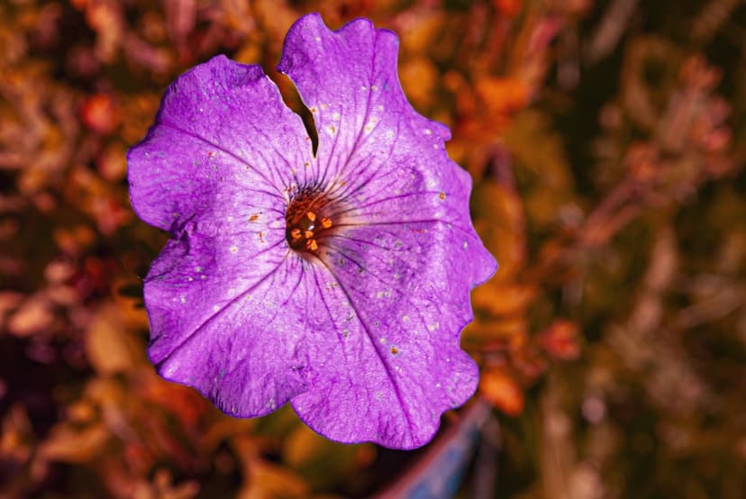 Purple petunia flower showing fine veins and water droplets against a soft amber and gold blurred backdrop.