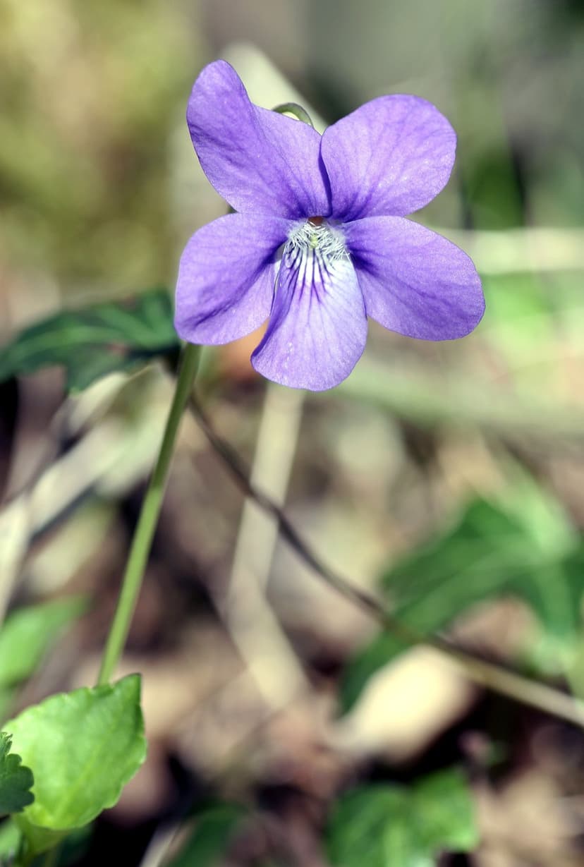 Violet flower petals with white veins and green leaves appear in sharp detail against a blurred natural backdrop.