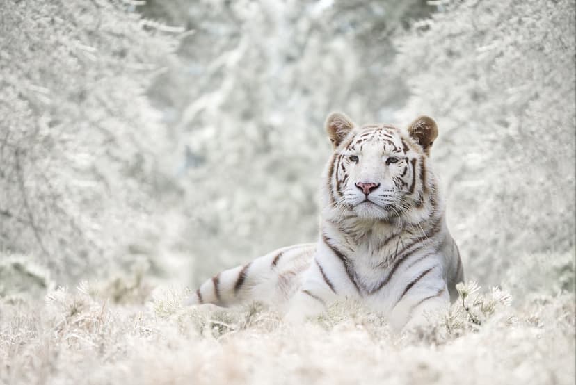 White tiger with black stripes rests among frosted foliage and crystalline branches under soft, diffused light.