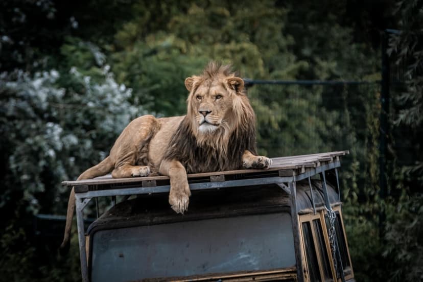 Male lion with a thick mane sits on a rusted abandoned car roof surrounded by dense forest green foliage.