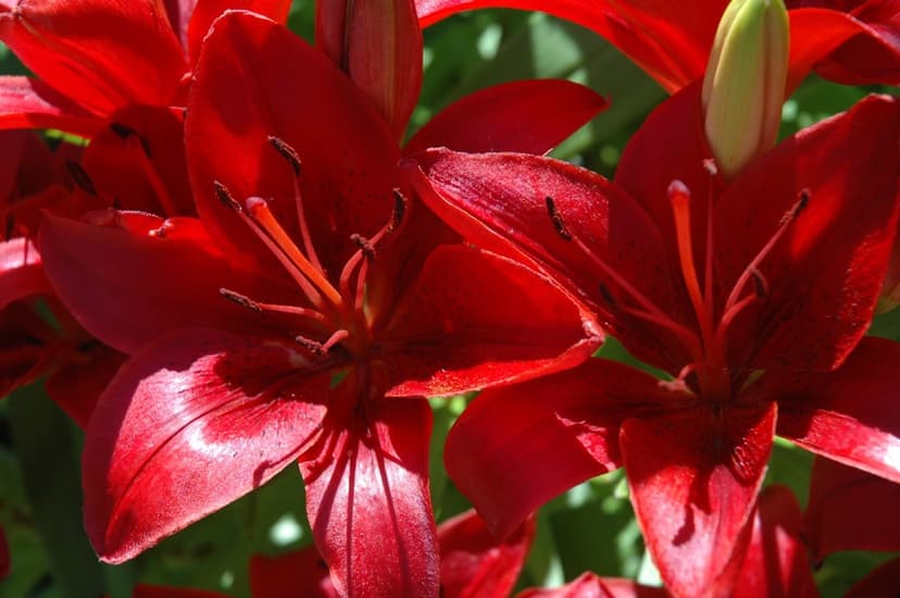 Red lily petals with detailed golden stamen glow under warm sunlight in a sharp macro photography close-up.