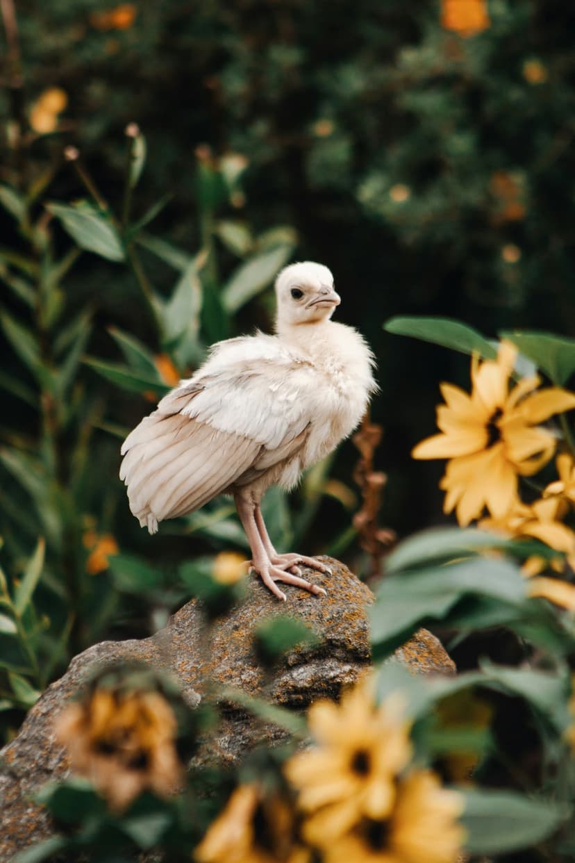 Turkey chick with pale downy feathers stands on a grey rock surrounded by blooming yellow garden flowers.