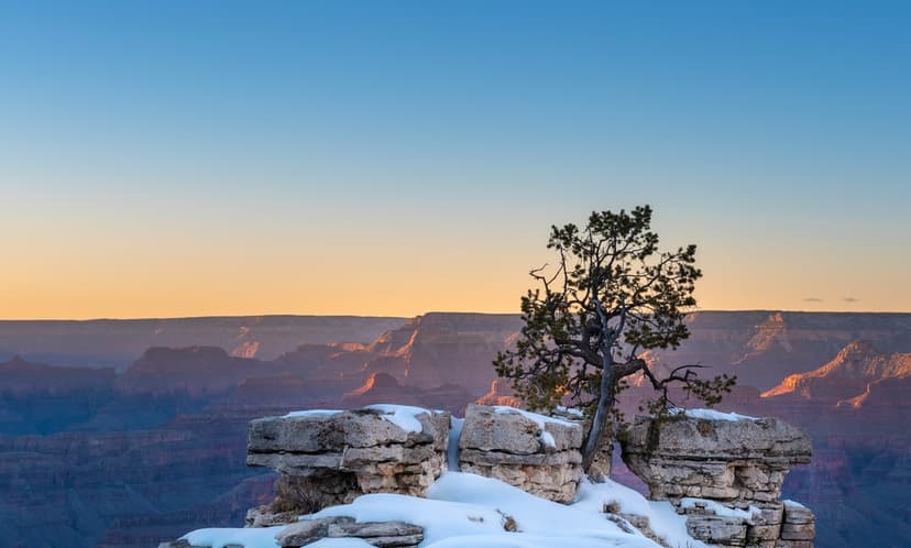 Lone tree on a snowy cliff edge overlooks the Grand Canyon's vast ridges during a golden winter sunrise.