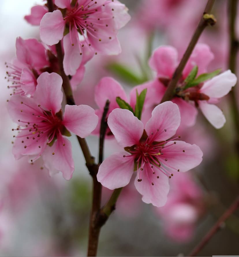 Pink peach blossoms with red centers on a brown branch against a soft blurred green and white background.