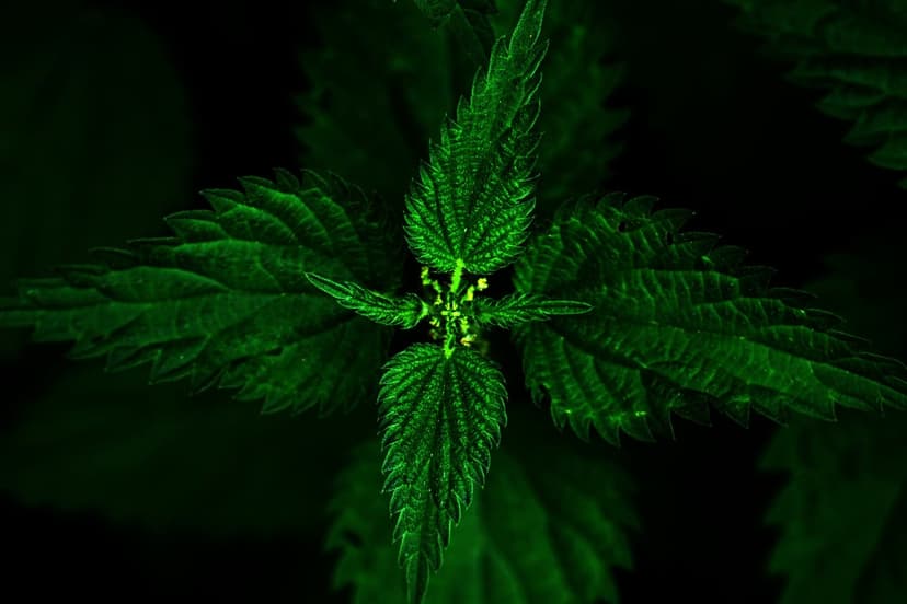 Stinging nettle leaves with sharp serrated edges and tiny hairs glow against a dark, shadowy background.