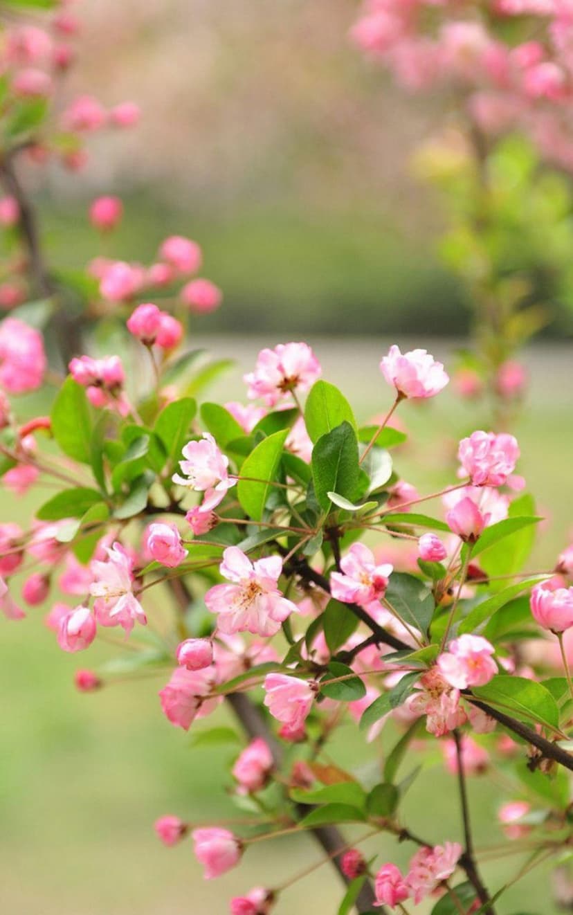 Pink flower clusters and green leaves bloom on slender branches against a soft, blurred green garden background.