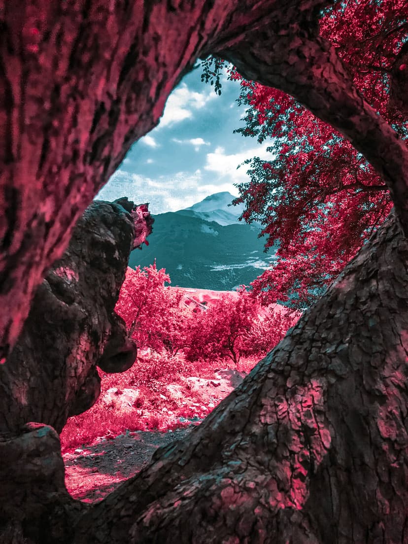 Misty blue mountain peaks viewed through a natural frame of gnarled trees with vibrant pink autumn foliage.