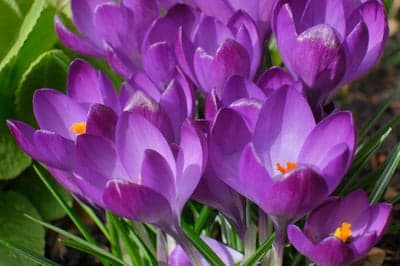 Radiant Purple Crocus Flowers Spring Mobile Wallpaper