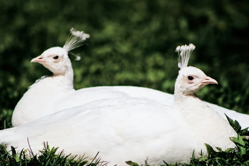 Two white peacocks with elegant crests sit together in green grass, showcasing pristine feathers and calm poses.