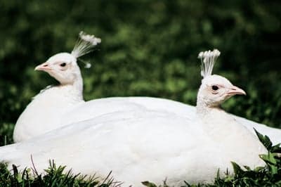 Two White Peacocks Resting in Green Grass