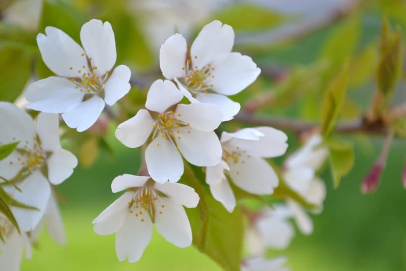 White cherry blossoms with yellow stamens bloom against a soft blurred green background in bright spring light.