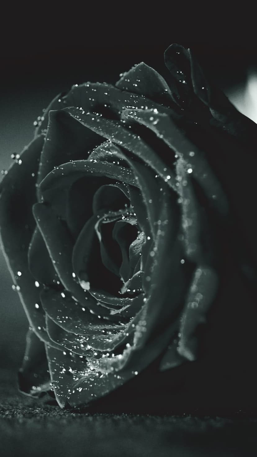 Rose petals with water droplets shown in high-contrast black and white macro photography with dark shadows.