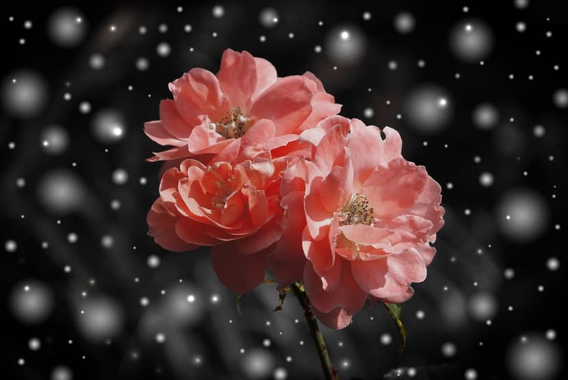 Three pink roses with soft petals against a dark background featuring scattered white bokeh light circles.