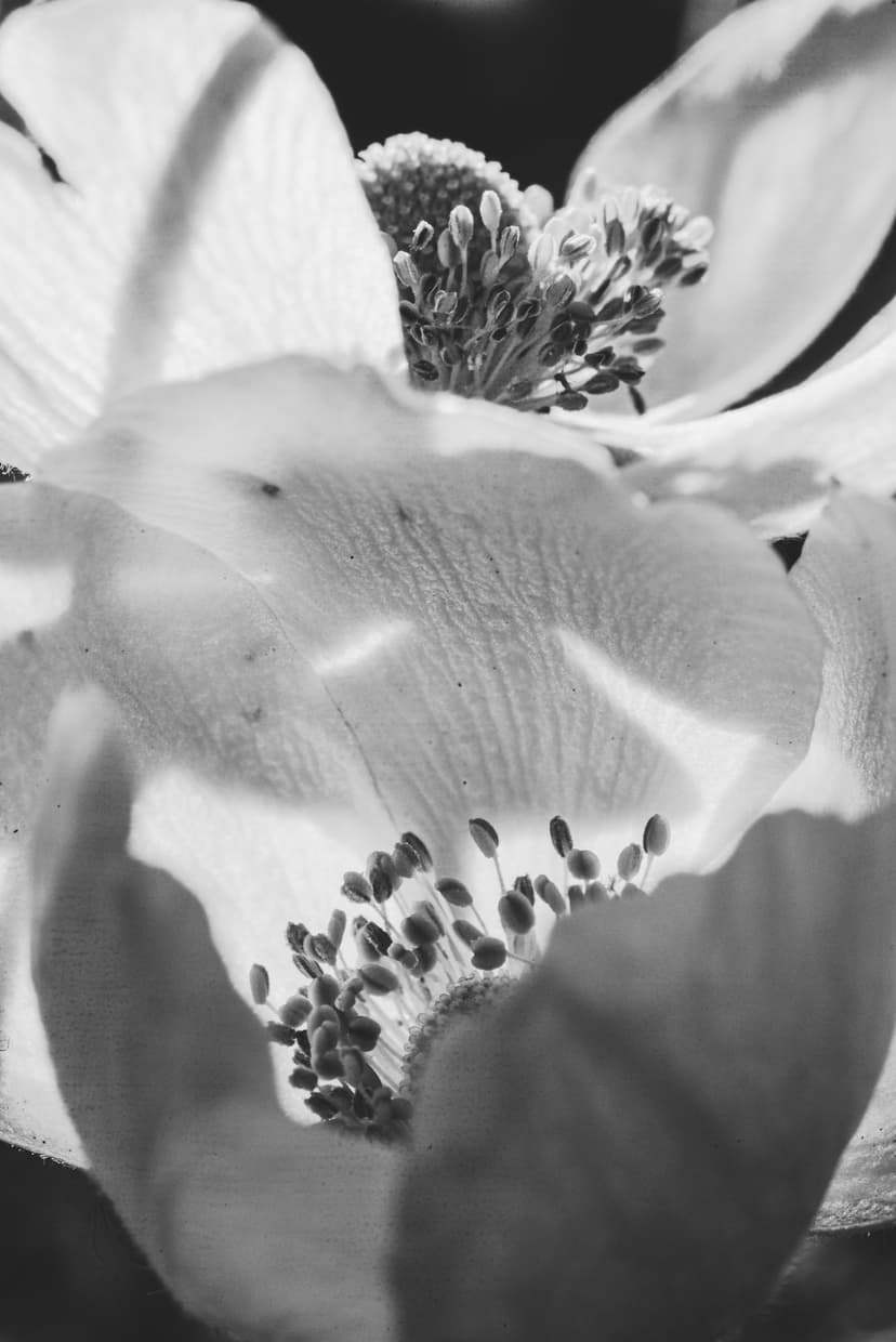 Anemone flower centers with pollen-laden anthers and soft petals in a vertical black and white macro shot.