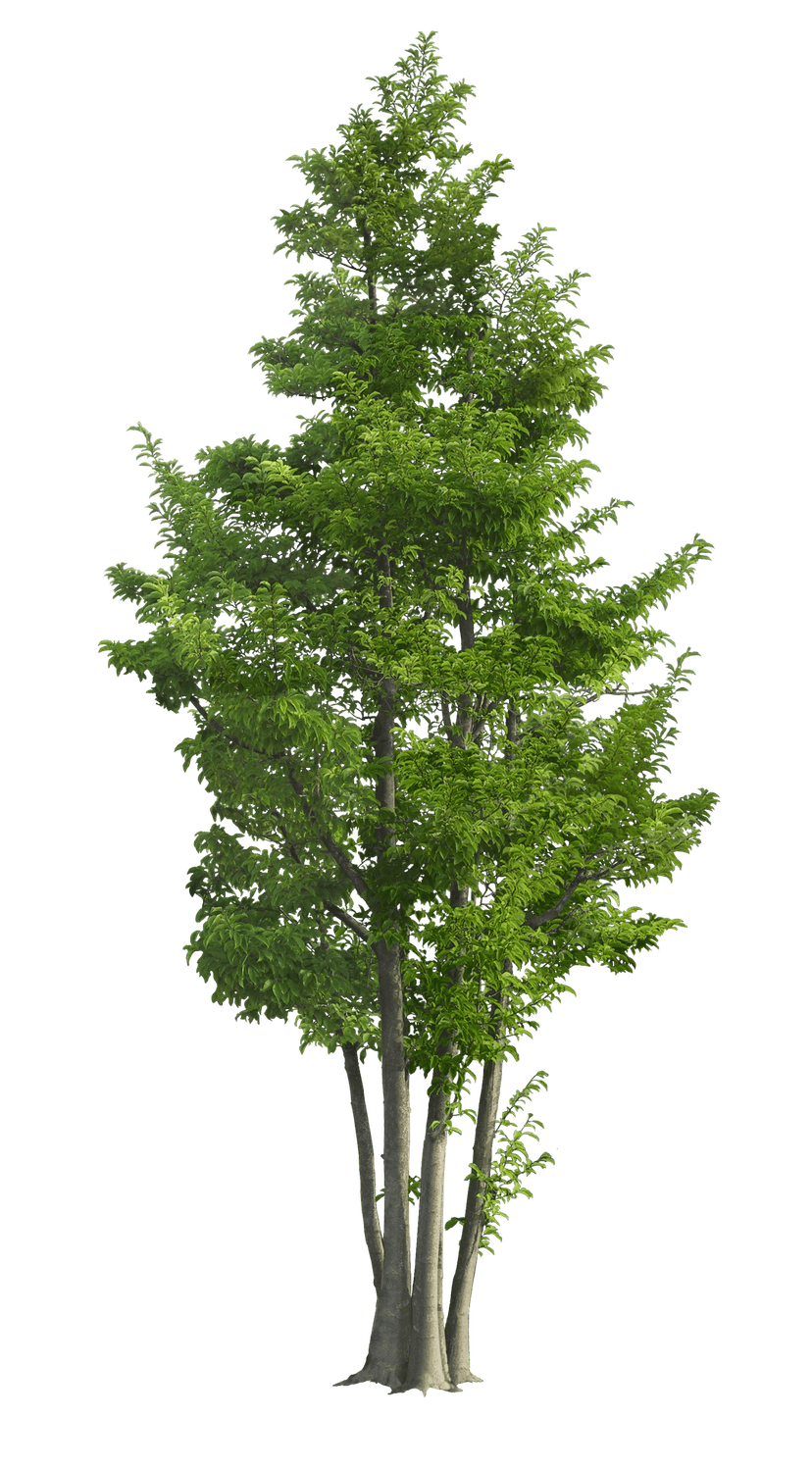 Ilex rotunda tree illustration featuring dense green foliage and textured branches against a transparent backdrop.