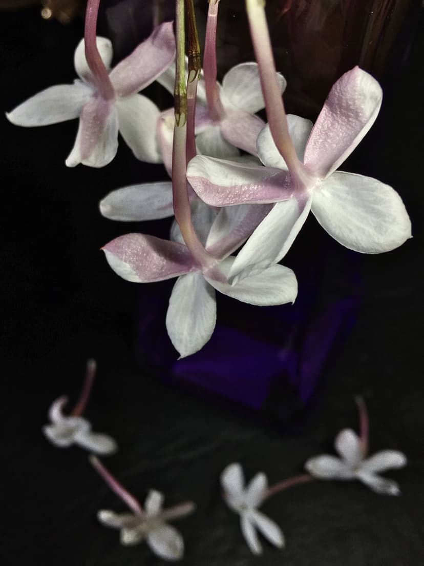 Pink and white jasmine flowers with slender stems and scattered petals against a moody dark background in a vase.