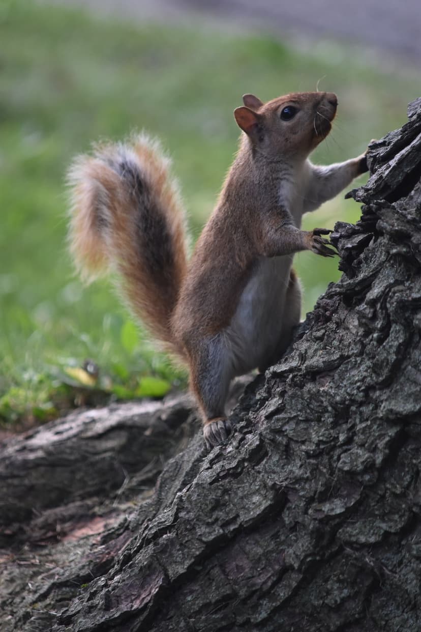 Reddish-brown squirrel with a fluffy tail clings to textured tree bark against a soft green grass background.