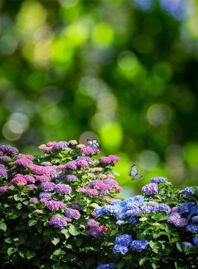 Pastel Hydrangeas and Butterflies Floral Phone Background