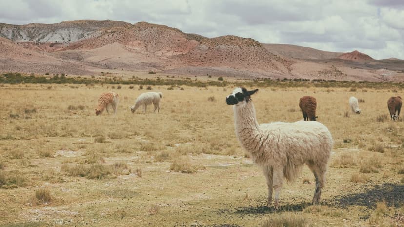 White llama with thick wool stands in a dry mountain valley under a cloudy sky with distant reddish peaks.