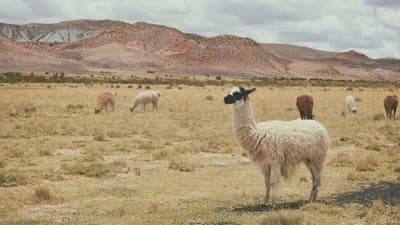 Llamas graze in a dry, mountainous landscape