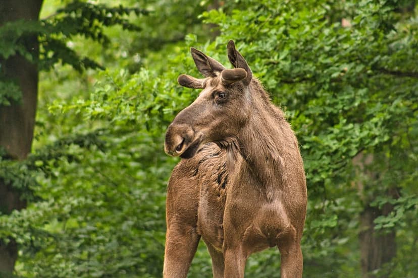 Brown moose with small antlers standing in a dense green forest, looking left amid blurred summer foliage.