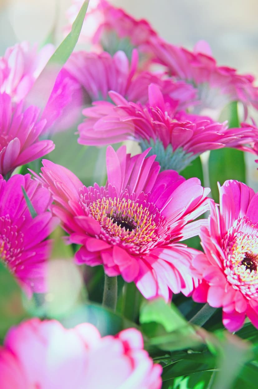 Pink gerbera daisies with detailed petals and dark centers are shown in a soft focus macro shot with blurry bokeh.