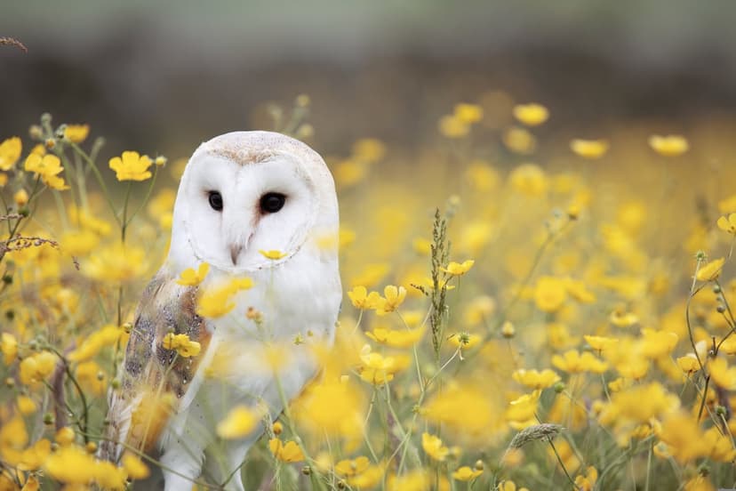 Barn owl with a white face stands in a field of yellow buttercups against a blurred green meadow background.
