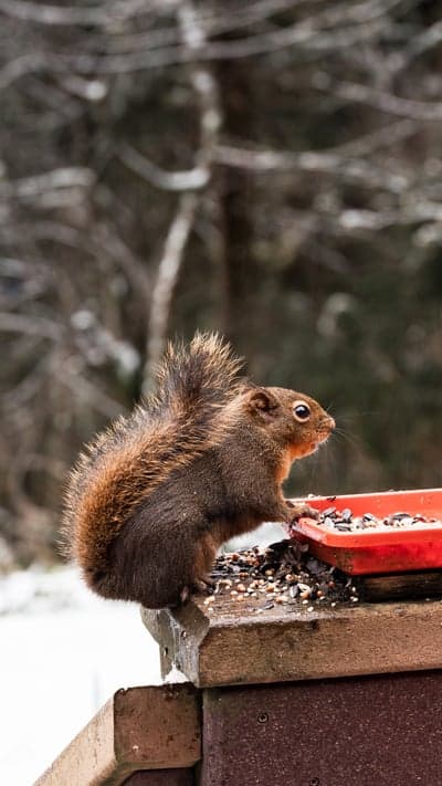 Red Squirrel Eating Seeds Winter Forest Phone Wallpaper