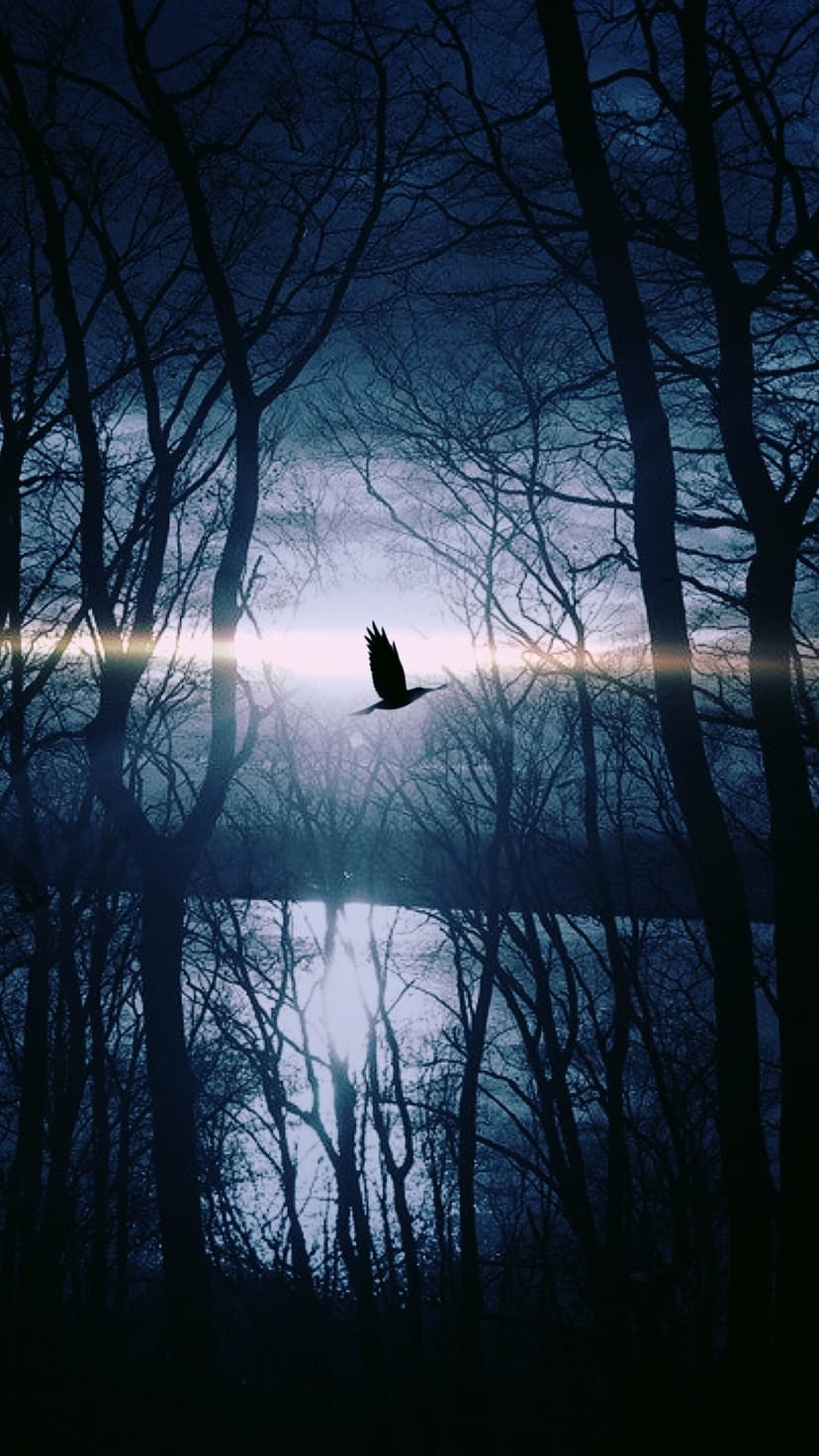 Lone bird silhouette flying through bare trees above a reflective lake under a bright glow in a misty dark forest.